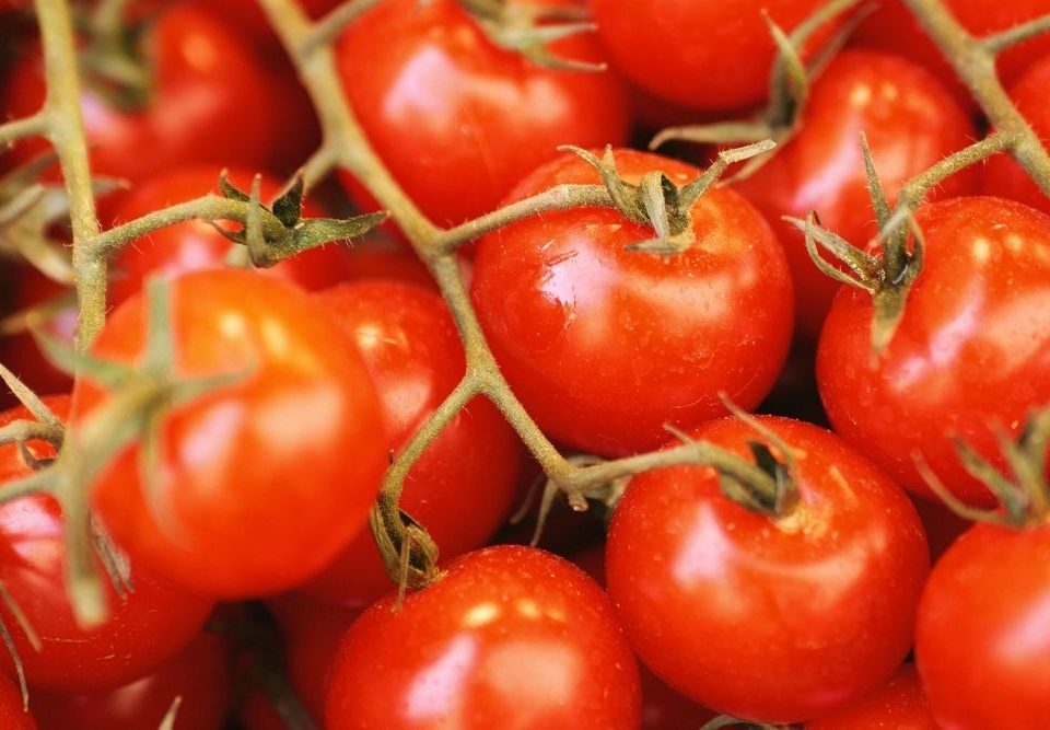 Scatole per Pomodori